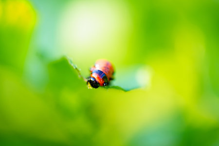close-up. Macro photography of a Colorado potato beetle eating a potato leaf.