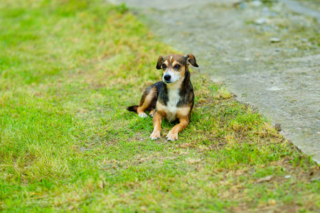 A small stray dog on the lawn. caring for abandoned pets.の写真素材