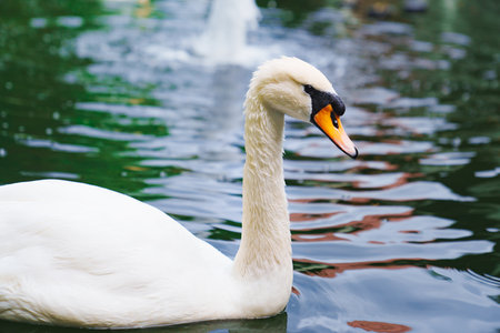 Beautiful white swans swim in the pond. Birds are bred in parksの写真素材