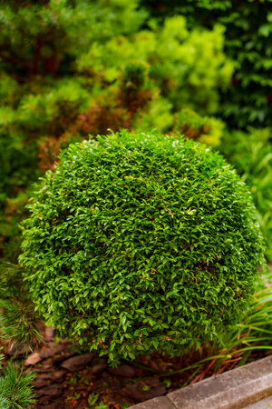 shrubs and dwarf trees in the landscape design of the yard.の写真素材