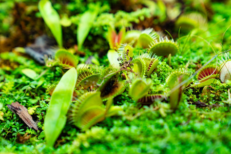 Venus flytrap. carnivorous plants of the marshlands.の写真素材