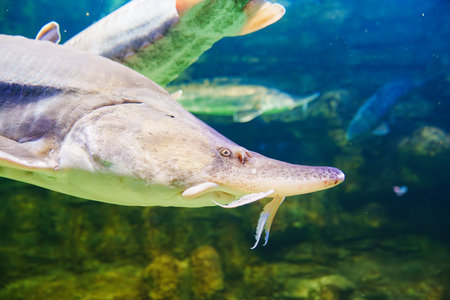 Beluga large aquarium. One of the largest freshwater predators.