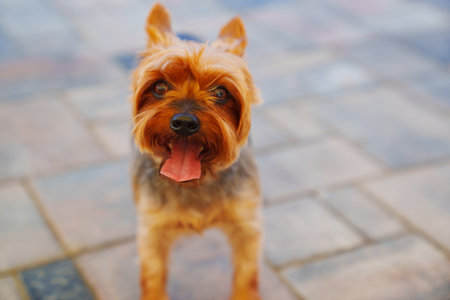 cute Yorkshire Terrier on the background of paving slabs.の写真素材