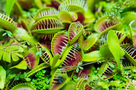 Venus flytrap. carnivorous plants of the marshlands.