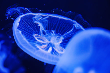 Eared aurelia, or eared jellyfish in the aquarium.