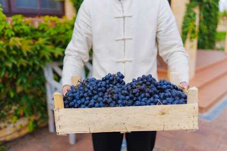 without a face. A man holds a box of ripe blue grapes in his hands.の写真素材