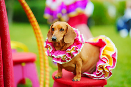 Circus show with animals in the park.の写真素材