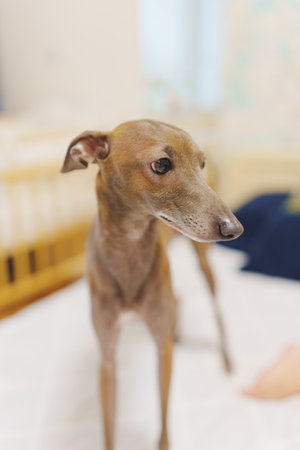 Greyhound. The shortest dog of the greyhound group.の写真素材