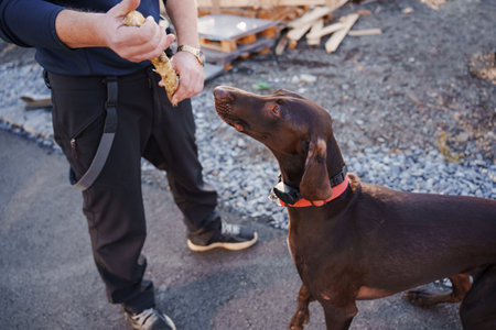the dog is about to run after the stick. games and walks with dogs. a healthy and active pet.