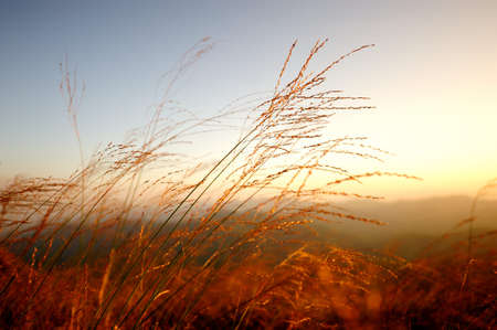 Grass at top of mountainの写真素材