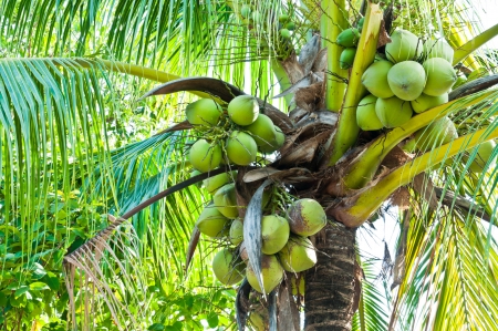 Coconut Treeの写真素材