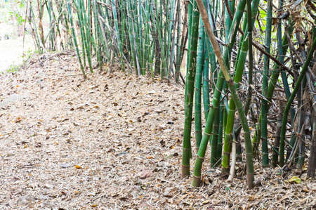 Bamboo on the roadの写真素材