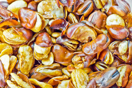 Broad bean flyの写真素材