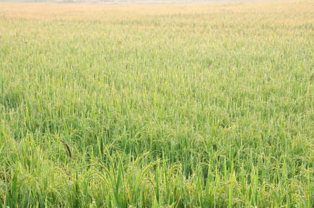Farm rice in the morning