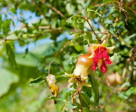Closeup of  pomegranate fruit detailの写真素材