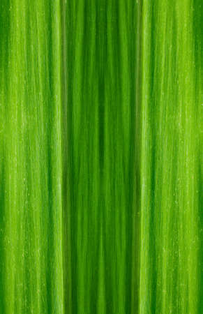 Pattern of green leaf backgroundの写真素材