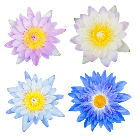 Water lily set isolated on white backgroundの写真素材