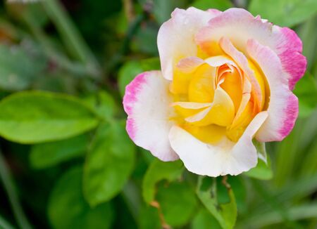 Beautiful pink rose in a gardenの写真素材