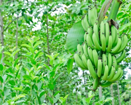 Green banana bundle in gardenの写真素材