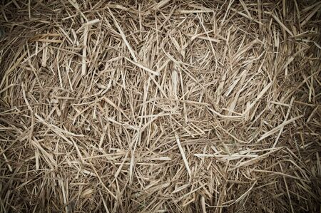dry leaf of farm rice backgroundの写真素材
