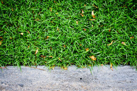 Green grass with concrete floorの写真素材