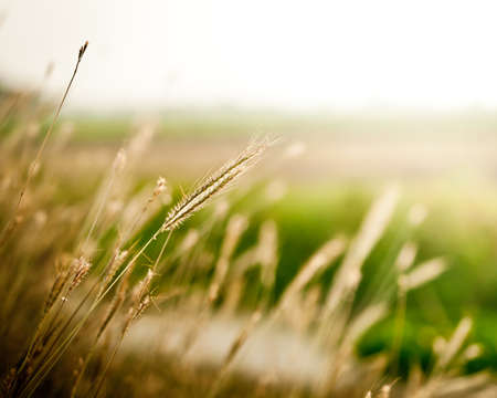 Macro of flower grass in the gardenの写真素材