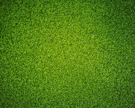 texture of green leaf backgroundの写真素材