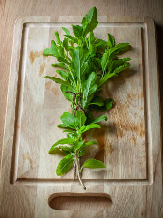 holy basil herbs on wood chopping blockの写真素材