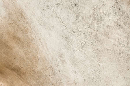 Wool cow of texture backgroundの写真素材