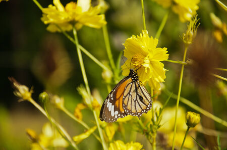 Butterfly perched on a yellow flower