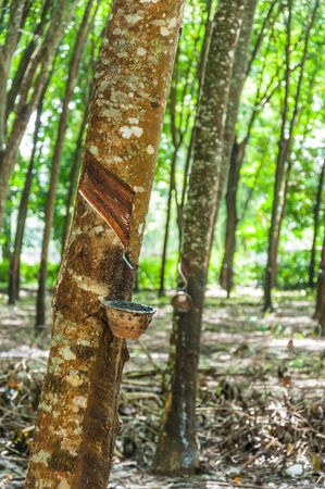 Tapping latex from a rubber tree closeupの写真素材
