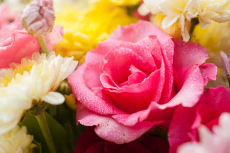 closeup of pink rose