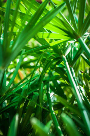 green leaf closeup of Umbrella Plant