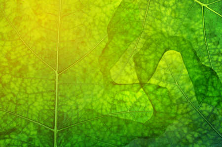 pattern of green leaf backgroundの写真素材