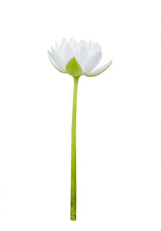 water lilly isolate on whiteの写真素材