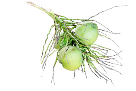 coconut fruit isolated on whiteの写真素材