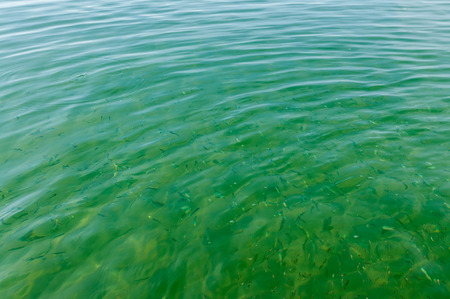 small fish in the seaの写真素材