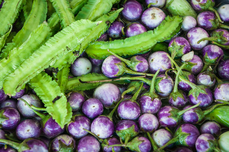 Vegetable of Purple Thai Eggplant and Winged Beaの写真素材