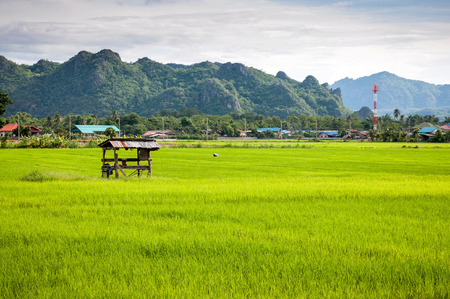 small hovel in the farm rice landscape of Thailandの写真素材