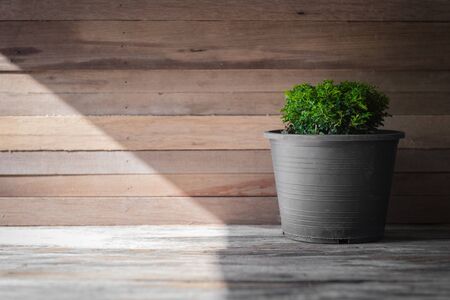 closeup green tree on flower pot and wooden backgroundの写真素材