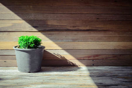 closeup green tree on flower pot and wooden backgroundの写真素材