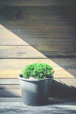 closeup green tree on flower pot and wooden backgroundの写真素材