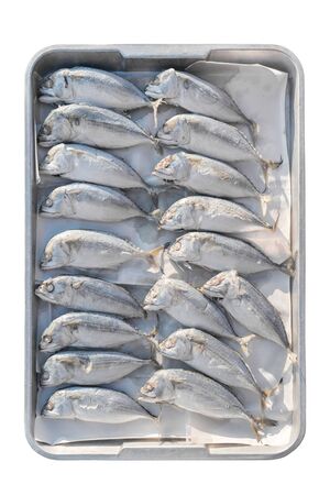 Indian-Mackerel fish isolated on whiteの写真素材