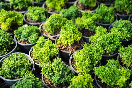 growth of plant in potted closeup,  (Murraya paniculata (L.) Jack, RUTACEAE)の写真素材