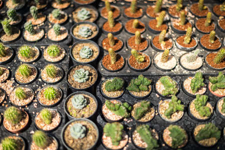 Cactus plant in flower potの写真素材