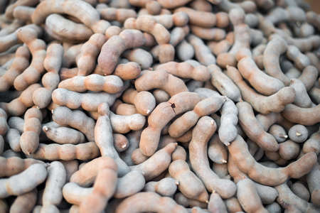 tamarind fruit pattern backgroundの写真素材