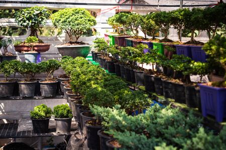 plant in potted on shelfの写真素材