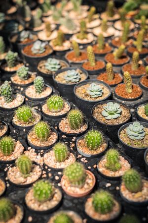 Cactus plant in flower potの写真素材