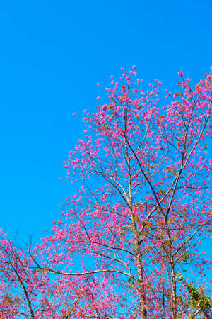 Prunus cerasoides flower and blue skyの写真素材