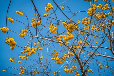 Tabebuia flower closeup and blue sky